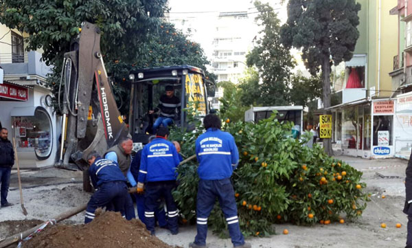 Seyhan'da ağaç duyarlılığı