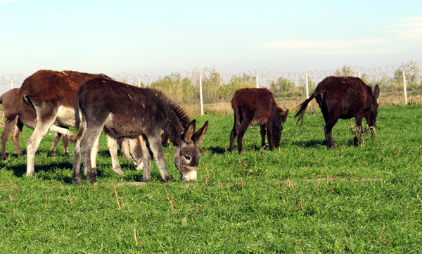 Adanada Eşek Çiftliği kuruldu