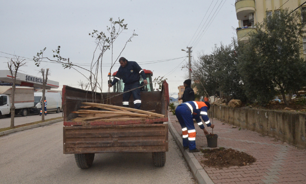 Kozan'da Bulvar ve Caddeler ağaçlandırılıyor