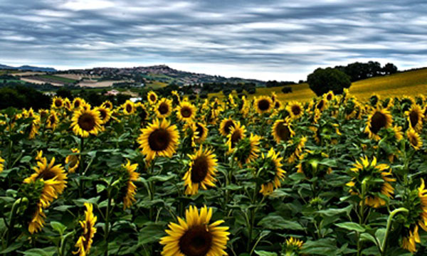 Üretici sarı altından vazgeçmiyor