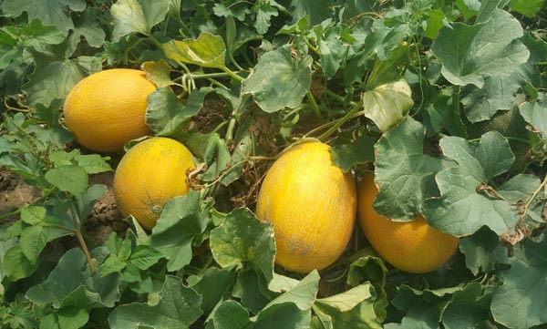 Yerli Kavunda Hasat Başladı