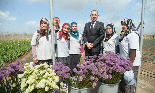 Köylü memnun, Sözlü ise mutlu