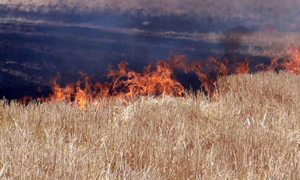 Anız Yakanlara Ceza Uyarısı
