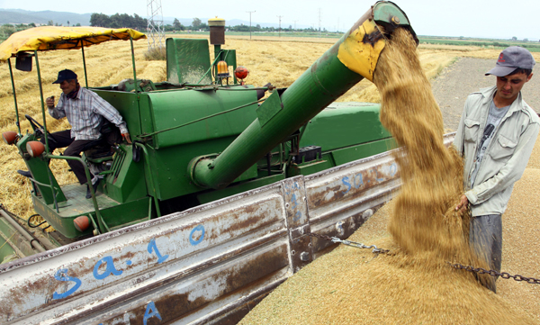 TÜİKten flaş açıklama! buğday üretimi yüzde 9.3 azalacak