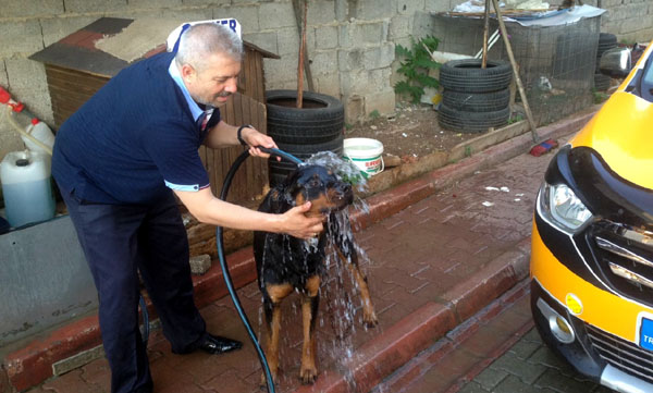 Sıcaktan bunalan hayvanlara sulu serinlik
