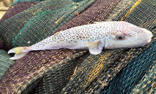 Balon balıkları araştırılacak