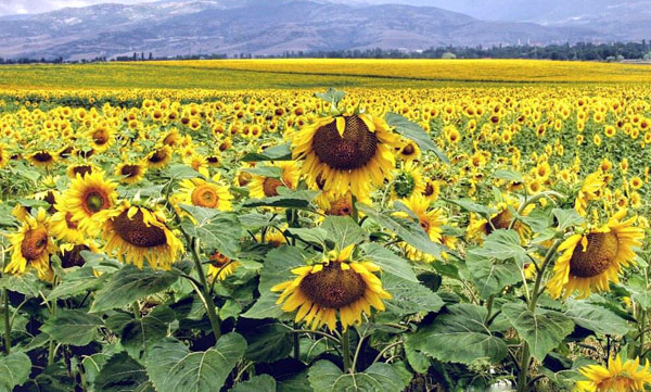 Çukurovada ayçiçeği hasadına başlandı