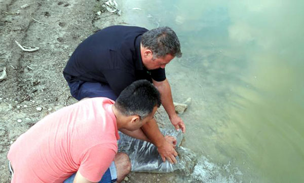 Göletlere sazan yavrusu
