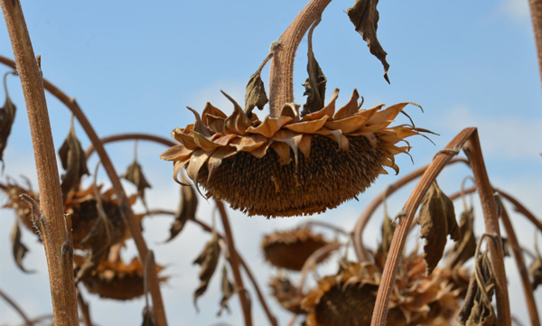 Ayçiçeği Hasadı Yüz Güldürdü