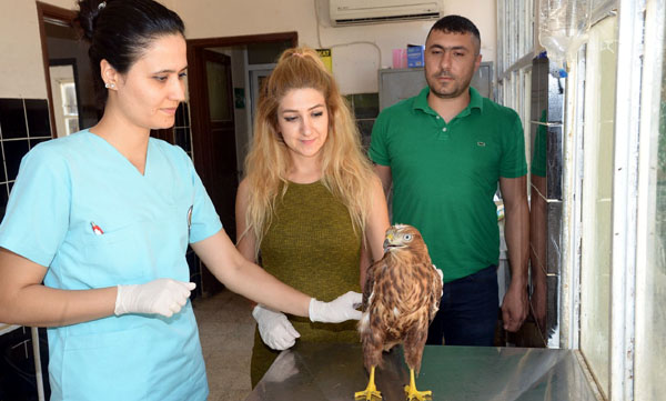 Hasta şahin tedavi edildi, özgürlüğüne kavuşturuldu