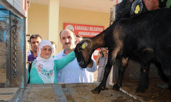 Genç çiftçilere kıl keçisi verildi