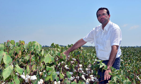 Pamuk ekim alanı azaldı, işsizlik arttı