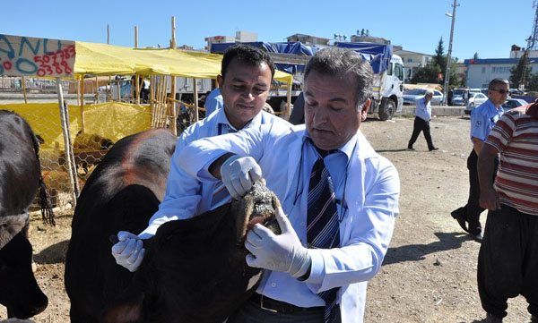 Yüreğir'de kurbanlar ücretsiz kesilecek