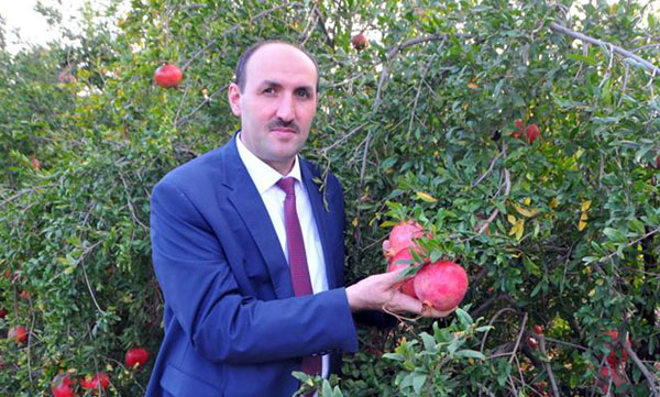 İmamoğlu’nda ‘Organik Nar’ hasadı 