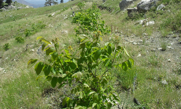 Gelir getirici fidanlar toprakla buluştu
