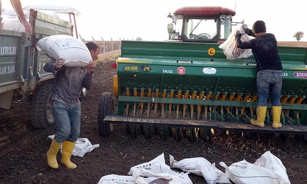 Buğday ekimi başladı