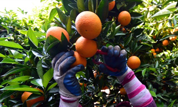 Narenciye üreticisi dertli