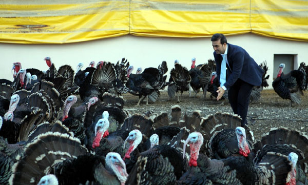 Bunlarda Akademik Hindiler 