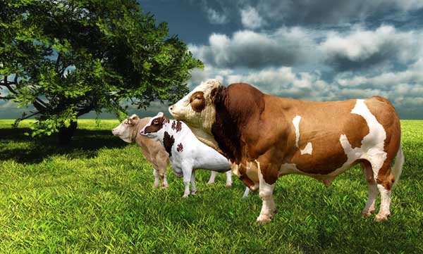 İthal sığırlar yolda