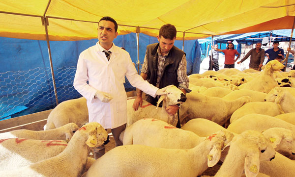 Adana’da 638 bin küçükbaş hayvan bulunuyor