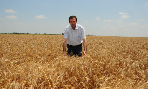 BUĞDAY ÜRETİCİSİ UMUTLU