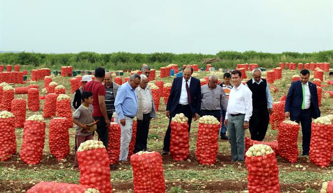 Adana turfanda patates ve soğanın merkezi