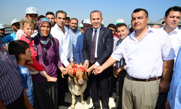 Üreticiye damızlık koç dağıtımı
