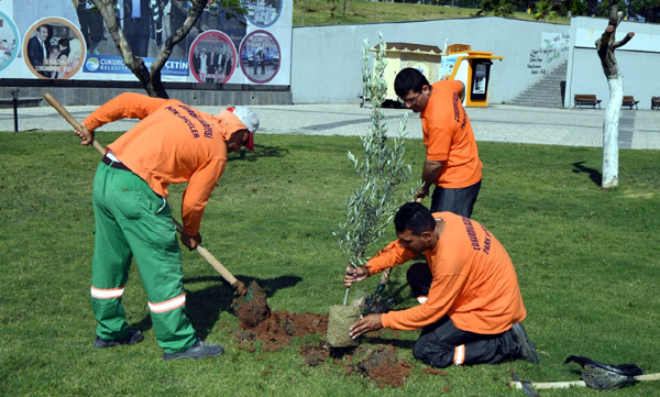 ÇUKUROVA’NIN PARKLARINA ZEYTİN FİDANI