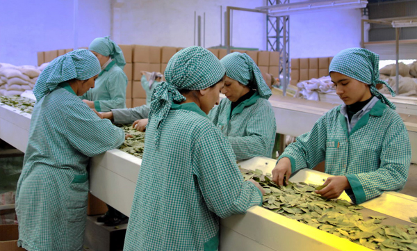 Doğanın armağanı 128 milyon dolarlık ihracat