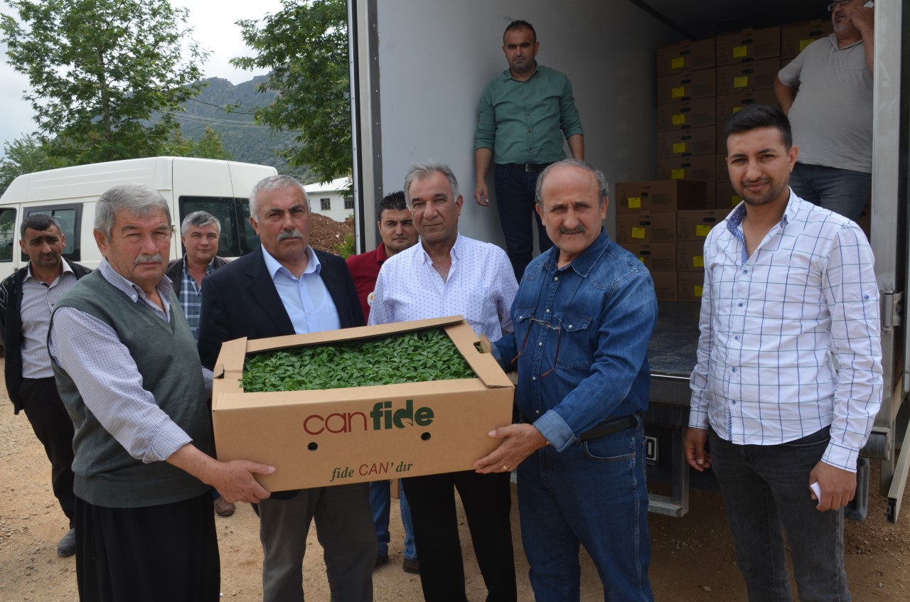 Kozan'da Üreticilere Domates Fidesi Dağıtıldı