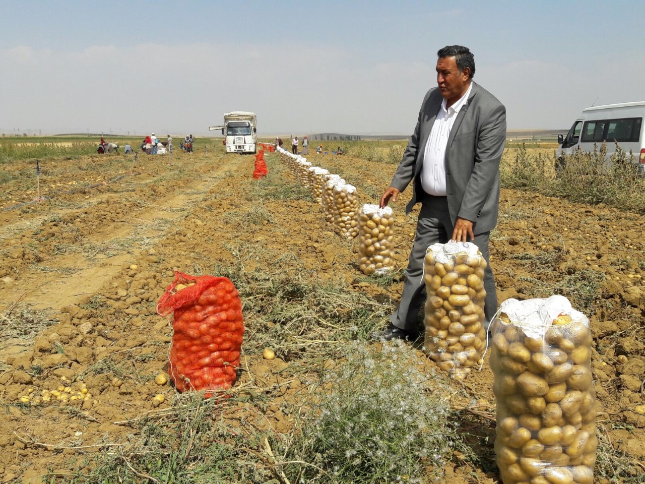 Üretici 15 kuruşa satamadı, patates tezgâhta 4 TL'yi gördü