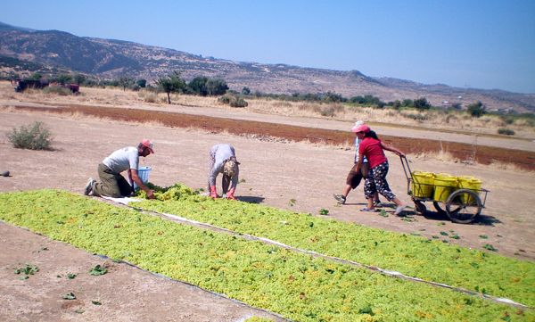 Çekirdeksiz kuru üzüm ihracatında son 9 yılın rekoru 