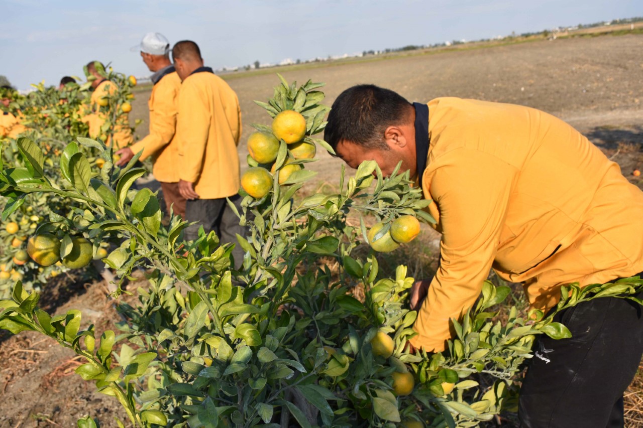 “Çiftçi hükümlüler”den yerli üretime destek