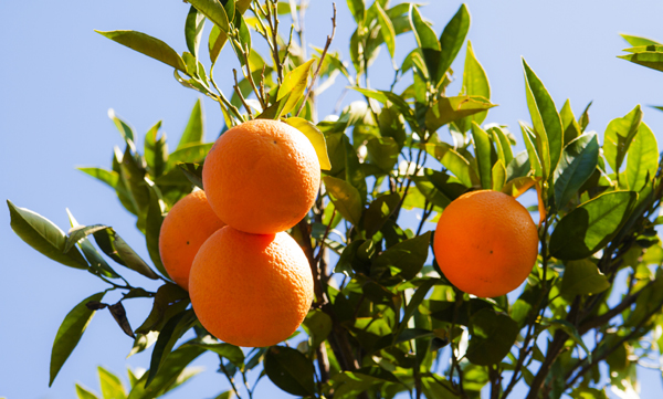 Ruslar, Türkiye’den narenciye ürünleri ve nar bekliyor