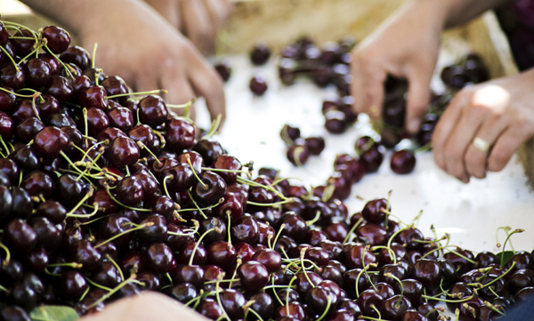 Türk kiraz ve üzüm ihracatçılarının son rotası Güney Afrika