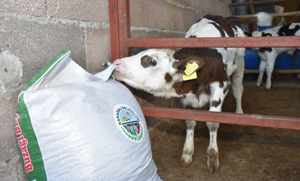 Karaisalı’da 2 bin 300 ineğe tohum atıldı