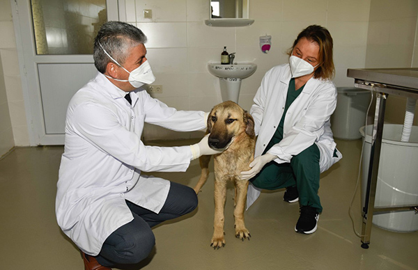 Şanslı sokak köpeği yaşama tutundu