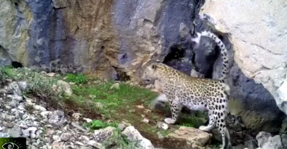 Toroslar'da leopar görüntülendi
