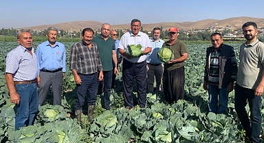 Lahana üreticisi de perişan