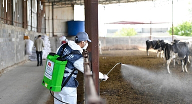 Sarıçam rekora doymuyor