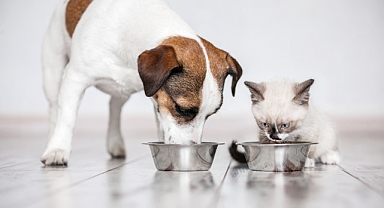 Çalışanlar en çok kedi besliyor