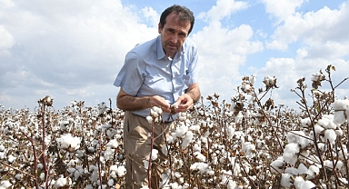 Pamuk üreticisi panik halinde