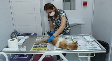 Seyhan'dan rekor kısırlaştırma