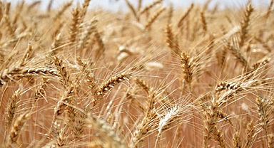 Depremzede buğday üreticileri primin artmasını bekliyor