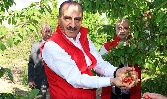 2023’ün ilk kirazı hasat edildi