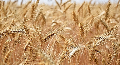 Çiftçi buğday için 9.60 TL alım fiyatı bekliyor