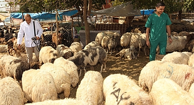 TZOB: 3,4 milyon kurbanlık kesilecek