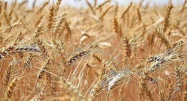 Tarımsal girdi fiyatları Haziran'da yüzde 3,46 arttı