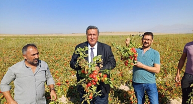 Domates tarlada ucuz rafta pahalı