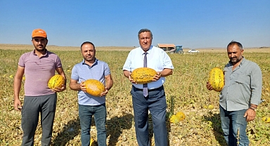 Kavun tarlada kaldı